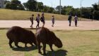 MS EM ALERTA: Saúde emite alerta sobre Febre Maculosa, vinda da picada do carrapato da capivara