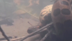 Sucuri é flagrada comendo outra cobra em rio de água cristalina em Bonito: veja vídeo