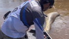 Pescador encontra sucuri de 7 metros boiando morta em rio em Deod&aacute;polis MS - Veja O V&iacute;deo: