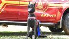Com certificação nacional, cadela Laika do Corpo de Bombeiros de MS está apta para busca e resgate