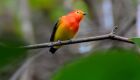 Conheça o encantador Uirapuru-laranja! Ilustre morador da Estância Mimosa em Bonito MS.  