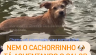 Durante Transmissão ao vivo, cachorrinho se refresca e relaxa em chafariz na praça de Bonito MS