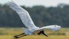 MS participa do maior evento de observação de aves da América Latina