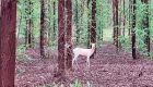 Veado raríssimo que adora sombra é visto e encanta trabalhadores em MS