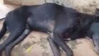 Idoso é preso após espancar e abandonar cachorro em MS