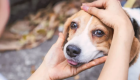 Campanha Dezembro Verde combate o abandono de animais e conscientiza sobre ado&ccedil;&atilde;o consciente