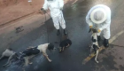 Abelhas atacam e matam dois cachorros em cidade de MS