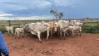 Suspeito de roubar animais de propriedades rurais privadas &eacute; preso em MS