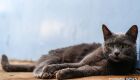 Ex-parceiros saem no tapa por causa de gato em MS