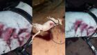 Abalado, dono de Pitbull morto a facadas pede justi&ccedil;a em MS
