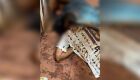 Homem é encontrado morto com foice cravada na cabeça em MS