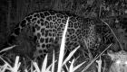 Onça Miranda, tratada pelo CRAS e depois solta na natureza, aparece com filhote no Pantanal