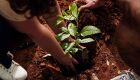 Plantando o futuro: Empresa de reflorestamento atua na recupera&ccedil;&atilde;o de &aacute;reas degradadas em Bonito