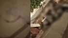 Gato &eacute; encontrado morto com vela entre patas em MS