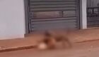 Pit bull foge de casa e mata cachorro da vizinha em MS