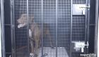 Pinscher morre ap&oacute;s ser atacado por Pitbull em Mato Grosso do Sul