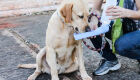 S&iacute;ndica apanha com coleira de cachorro durante discuss&atilde;o em condom&iacute;nio em MS