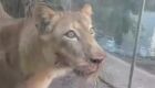 Leoa que matou jovem em zool&oacute;gico n&atilde;o ser&aacute; sacrificada 