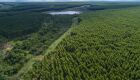 Governo de MS paga por floresta preservada e impulsiona nova economia