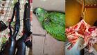 Homem &eacute; preso por viol&ecirc;ncia dom&eacute;stica e pol&iacute;cia encontra armas, animais e carneiros furtados 