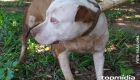 Homem luta com pitbulls para salvar cachorro de ataque em MS