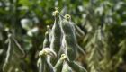 Iagro alerta: quase 1 milh&atilde;o de hectares de soja ainda n&atilde;o foram cadastrados em MS 
