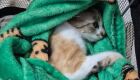 Mulher &eacute; presa em flagrante ap&oacute;s jogar gata do 12&ordm; andar em MS