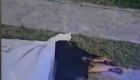 Cachorro &eacute; jogado de pr&eacute;dio e morto por tr&ecirc;s adolescentes  