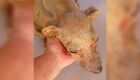 Idoso &eacute; preso por maus-tratos a cachorro e amea&ccedil;as contra vizinha 