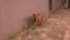 M&eacute;dico &eacute; preso por soltar Pitbull em frente a escola e amea&ccedil;ar PMs 