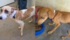 Homem &eacute; preso por maus-tratos a c&atilde;es em MS