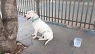 Idoso &eacute; atacado por Pitbull ao defender cachorro em MS