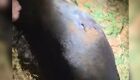 Cachorro &eacute; morto a facadas ao atacar homem em MS