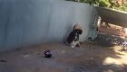 C&atilde;o morre ao defender tutora de ataque de Pitbull em MS