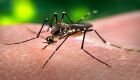 Boletim aponta casos de chikungunya e dengue em Bonito e alerta para preven&ccedil;&atilde;o
