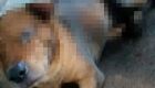 Pol&iacute;cia prende suspeito de atear fogo em cachorro com gasolina 