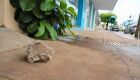 Mulher &eacute; atacada com pedrada no olho enquanto voltava para casa 