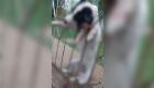 Cachorrinha morta por pitbulls deixa moradores assustados 
