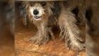 C&atilde;es s&atilde;o encontrados sem &aacute;gua e comida, e dono acaba preso por maus-tratos 