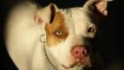 Mulher &eacute; atacada por pitbull e fica gravemente ferida em MS