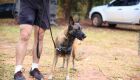 Cachorro escapa de casa e ataca pai e filho em Campo Grande