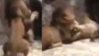 CENAS FORTES: Le&atilde;o mata leoa na frente de visitantes e traumatiza as crian&ccedil;as em zool&oacute;gico