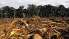 Fazendeiro desmata quase 2 mil hectares e &eacute; multado em R$ 1,9 milh&atilde;o