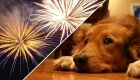 10 Ótimas ideias para proteger seu cachorro do barulho dos fogos de artifício