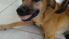 Cachorra flagrada com sorriso de dentadura vira meme na internet