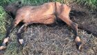 M&eacute;dica veterin&aacute;ria &eacute; multada por deixar cavalo morto nas proximidades de restaurante e resid&ecirc;ncias