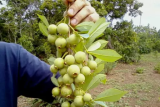 Festival da Guavira está com inscrições abertas para concurso gastronômico 'Novos Talentos'