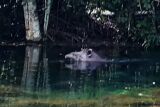 A Força da Fauna Silvestre: A Visita Inusitada de Antas na Nascente Azul