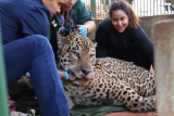 Onça-pintada capturada no Pantanal é transferida para área específica de fauna silvestre em SP