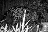 Onça Miranda, tratada pelo CRAS e depois solta na natureza, aparece com filhote no Pantanal